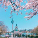 아이존팝 동성로2호점 | 대구 이월드 벚꽃 축제 일정 총정리(+2025년 최신) 🌸