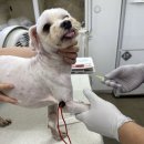 애니케어동물병원 이미지