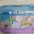 뱅크온 | 애완동물 햄스터 키우기