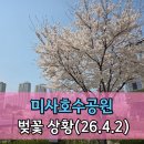 미사나무부동산공인중개사사무소 | 하남 미사호수공원 벚꽃 튤립 축제 개화현황(26.4.2)
