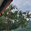 감나무 민박 이미지