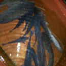 창포연못낚시터 이미지