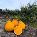 쭌이네 | 한라봉 제주감귤 제주특산품 제주 가볼만한곳 쭌이네과수원 방문 후기