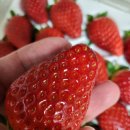 열매향 | 아이들이 먼저 찾는 달콤한 선택, 홍희딸기 후기 열매달농원에서 만난 특별한 제철 이야기