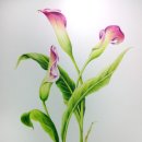 색연필 꽃그림, 보타니컬 아트 이미지