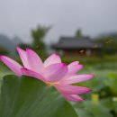 용강지 이미지