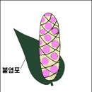 화서나무