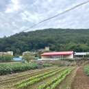 밀양 빨간지붕 | 도심에서 단 한 시간, 자연이 건네는 진짜 힐링 밀양빨간지붕