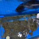 장성수산 | 가락시장 맛집 장성수산에 다녀온 내돈내산 후기예요