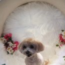 몽클똥개 이미지