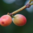 허브아일랜드식물원 이미지