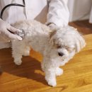 투게더 동물병원 이미지