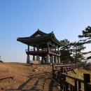 동백나무 Daum카페