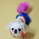 펫 파라다이스 이미지