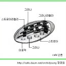 한국춘란의 외형적 구조와 기능/01(난일용85) 이미지