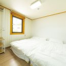 스테이나무 이미지