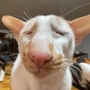 헬로 치킨호프 이미지