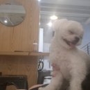 브라운독 | 킨더독 애견카페 10월 방문 후기
