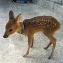 여휴 이미지