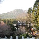 산양일주도로가로수 이미지