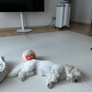 쇼핑다방