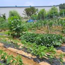 영이농장 이미지