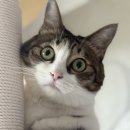 꾸석지돌판한우 송촌점 이미지