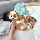 여울집 | [D-DAY] 카라 아름품 강아지 입양후기_여울아 우리 집에 온 걸 환영해!