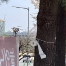 불마카세준
