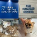 포캣멍 | 26.03.08_'포캣멍센터' 유기견묘봉사 후기 | 캣멍이들과의 대힐링타임
