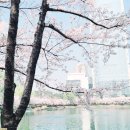 벚꽃분식 이미지