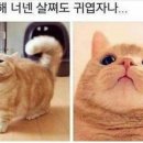 야 이미지