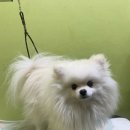 올리스 방이점 이미지