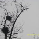 까치둥지 이미지