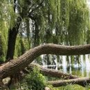 버드나무 이미지