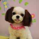 투니애견미용실 이미지