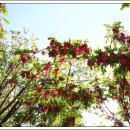 꽃아까시나무(인천대공원)....2024.5.8 이미지
