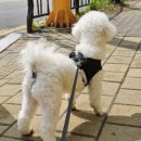 늘 사랑스럽개 이미지