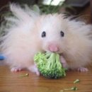 복실복실 티스토리
