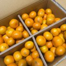 신희농장 | 제주도 감귤따기 체험 <신희네농원> 추천 및 후기