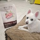 대한사료(주) | 노견 강아지사료 후기, 촉촉한 울애기쌩생 연어사료의 킥은 고급 단백질