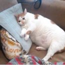 보고싶당 이미지