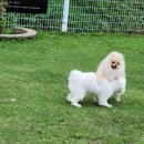 행복애견 | 남양주애견유치원 방문 후기 애견카페왕에서 행복한 반려견 일상!