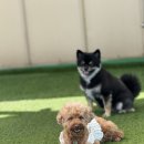 브루하하유치원 이미지