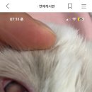 오늘 아침에 난리난 고양이 죽인 학대범들 이미지