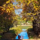 천년숲서로 | 경주 가볼만한 곳 천년숲정원 통일전 은행나무길 인생샷 무료 가을 명소