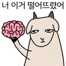 바른개생활