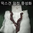 디에스동물병원