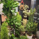 삼우 카 프라자 이미지