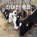 신대진목장 이미지